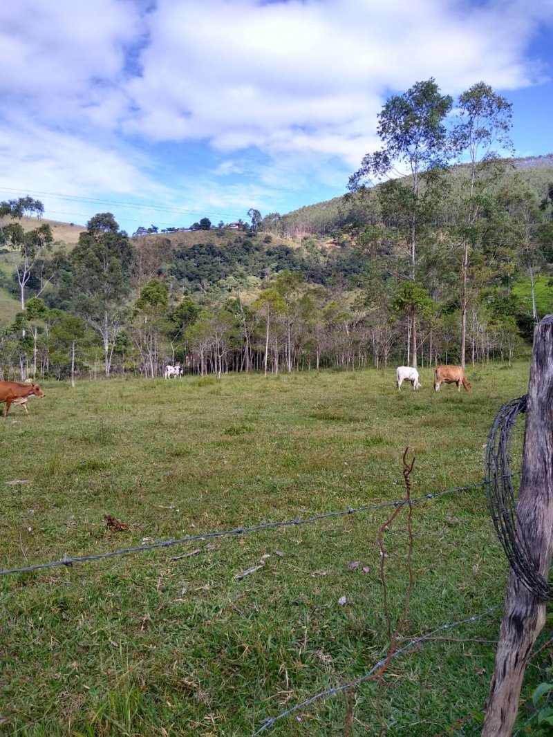 Chcara - Venda - Ponte Nova - Monteiro Lobato - SP