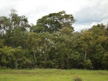 vista nos fundos da casa