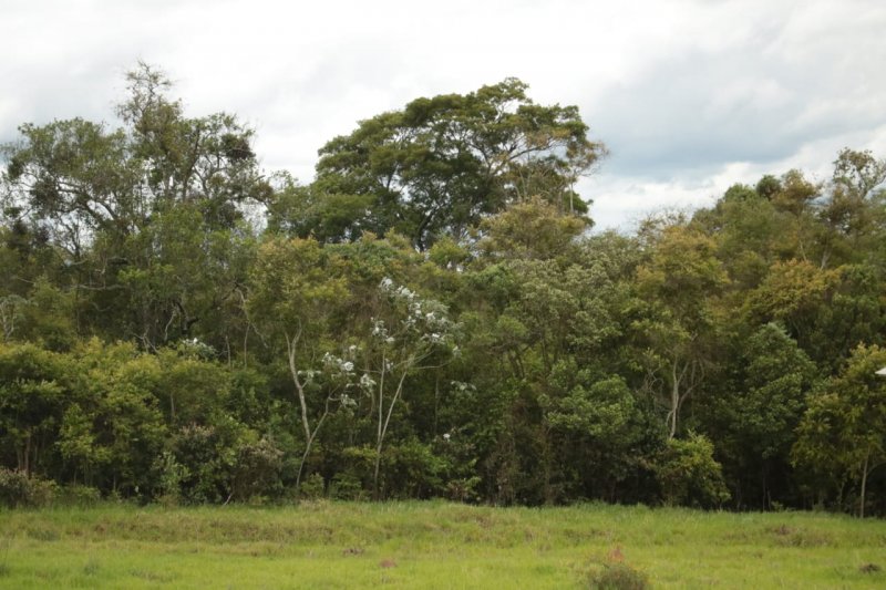 vista nos fundos da casa